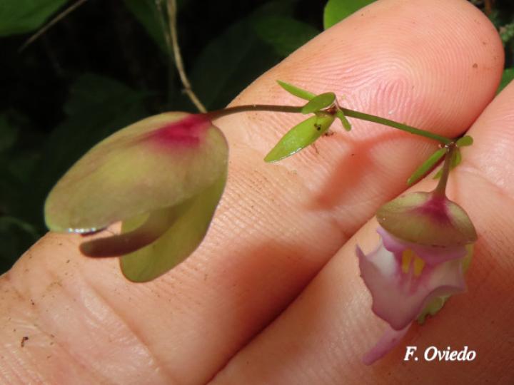 Utricularia jamesoniana
