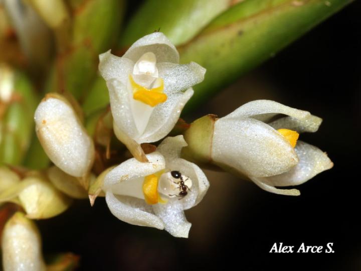 Camaridium neglectum