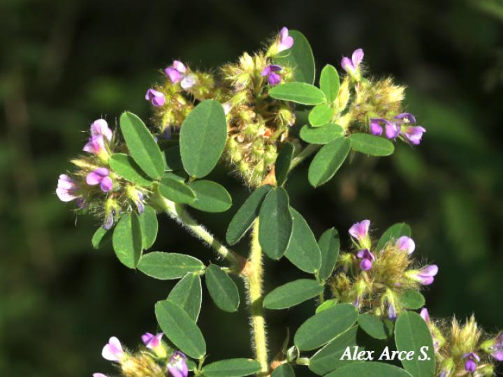 Desmodium barbatum