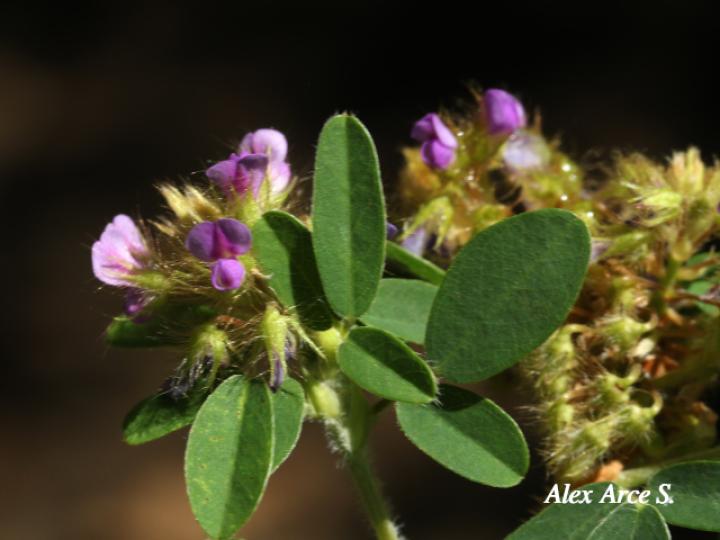 Desmodium barbatum