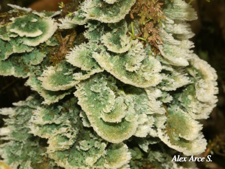 Dictyonema sericeum