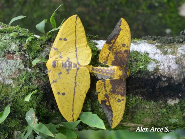 Eacles imperialis (Polilla imperial)