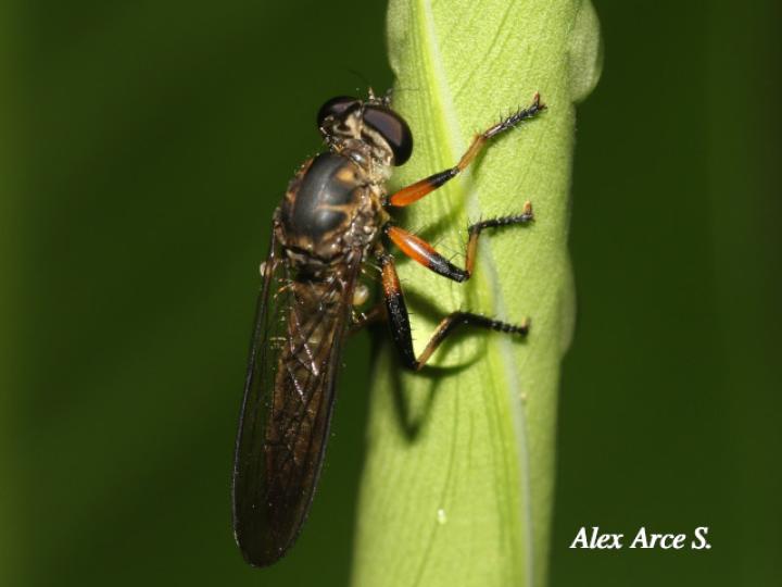 Efferia albibarbis (Mosca asesina)