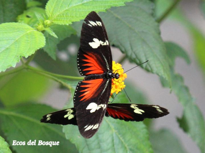 Heliconius doris