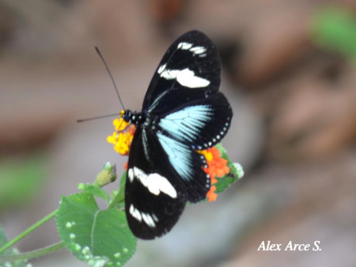Heliconius doris