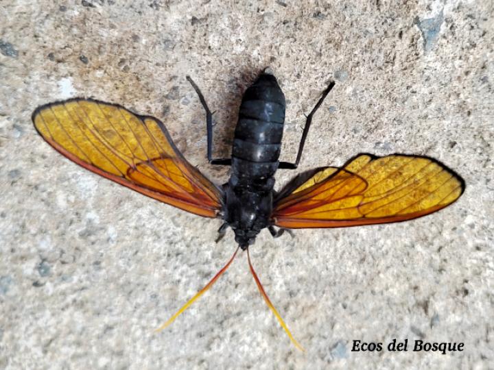 Isanthrene championi