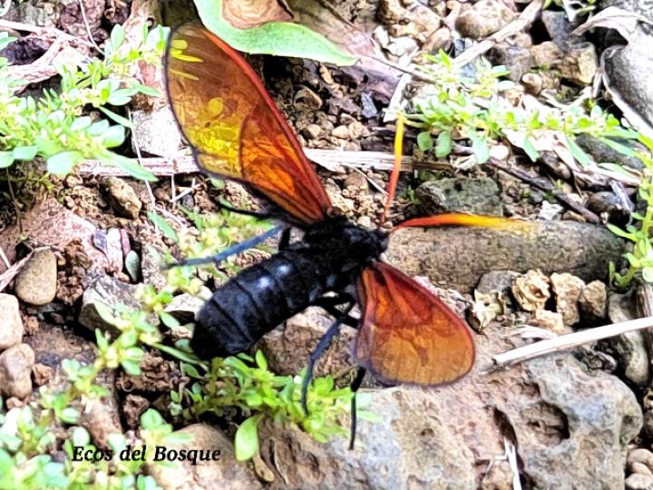 Isanthrene championi