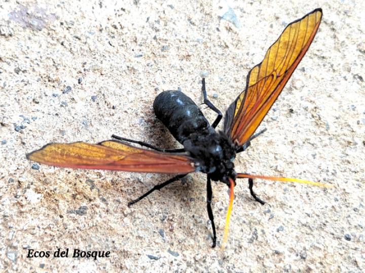 Isanthrene championi