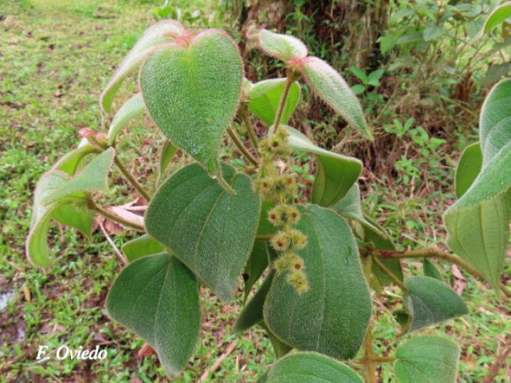 Miconia dependens 