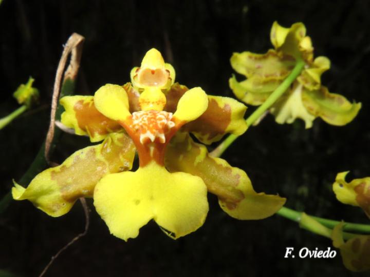 Oncidium stenotis (Lluvia de oro)