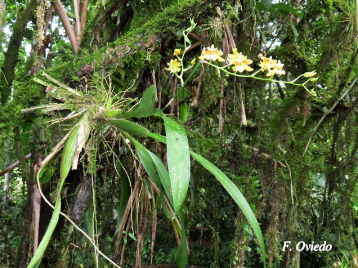 Oncidium stenotis (Lluvia de oro)