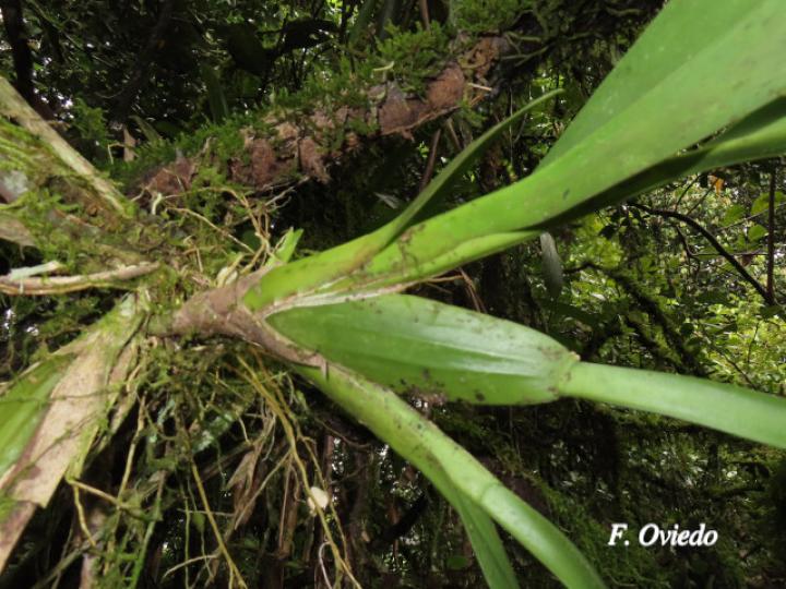 Oncidium stenotis (Lluvia de oro)