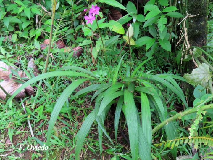 Spathoglottis plicata (Orquídea terrestre filipina)
