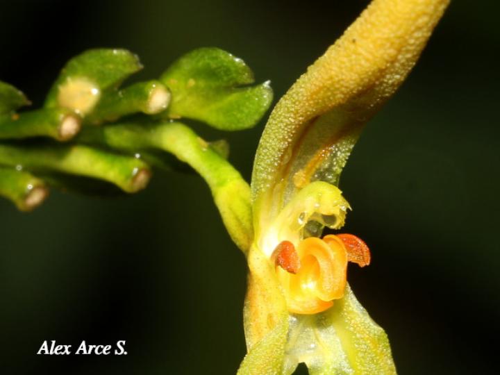 Specklinia spectabilis