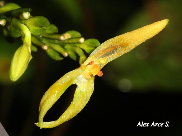 Specklinia spectabilis