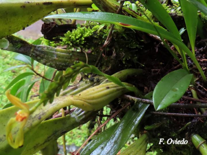 Specklinia spectabilis