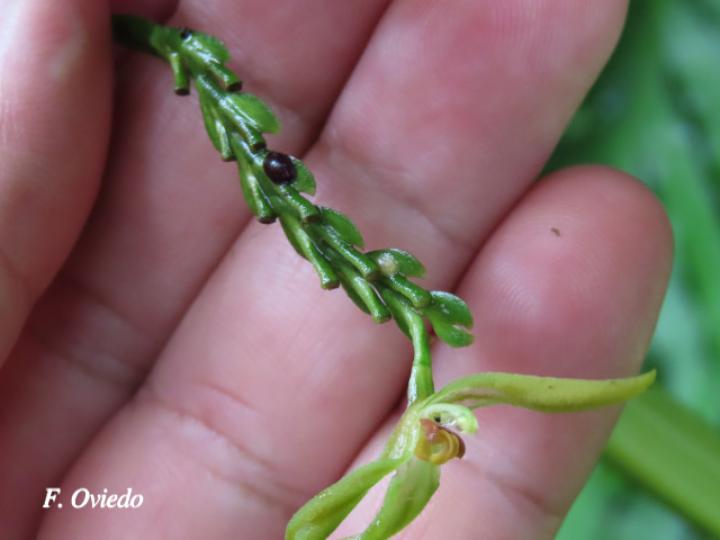 Specklinia spectabilis