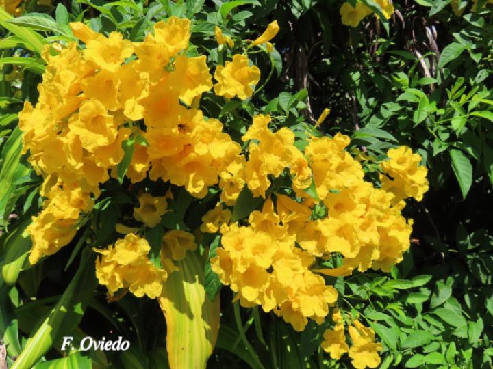 Tecoma stans (Carboncillo, Vainilla, Vainillo)