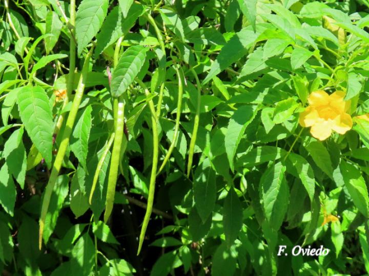 Tecoma stans (Carboncillo, Vainilla, Vainillo)