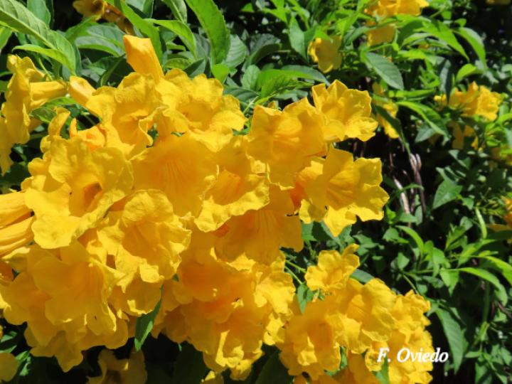 Tecoma stans (Carboncillo, Vainilla, Vainillo)