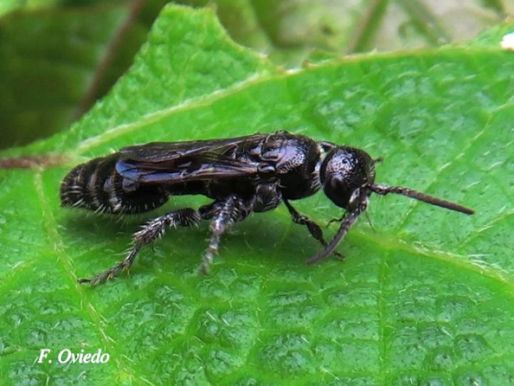 Tiphia sp xident