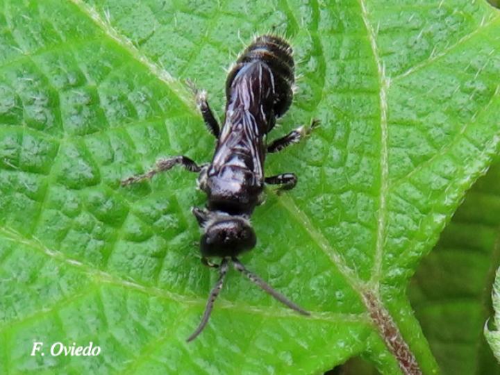 Tiphia sp xident