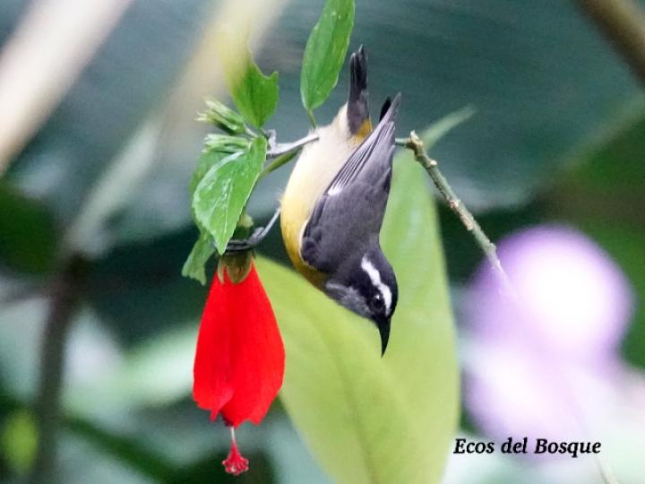 Coereba flaveola (Reinita mielera)