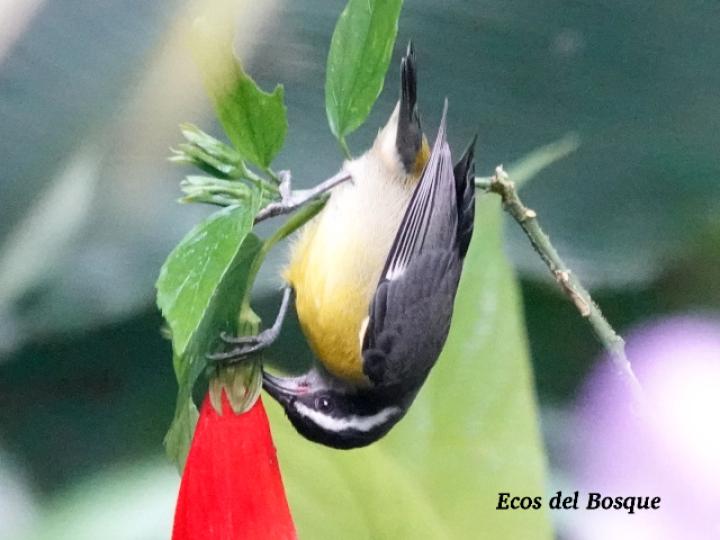 Coereba flaveola (Reinita mielera)