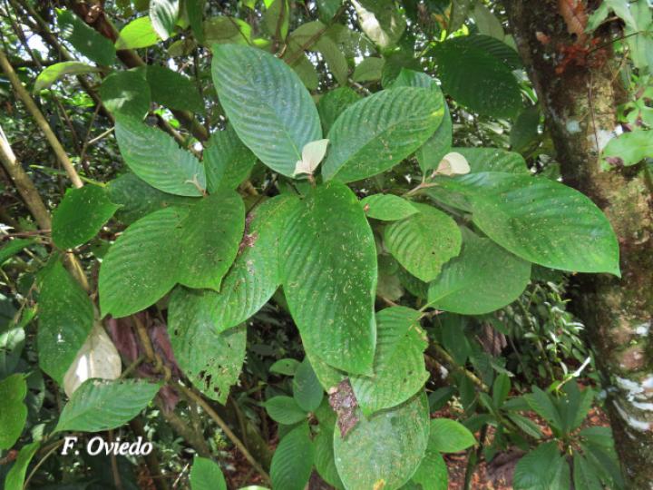 Arachnothryx buddleioides (Algodoncillo)