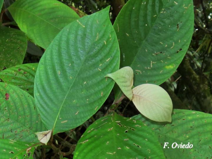 Arachnothryx buddleioides (Algodoncillo)