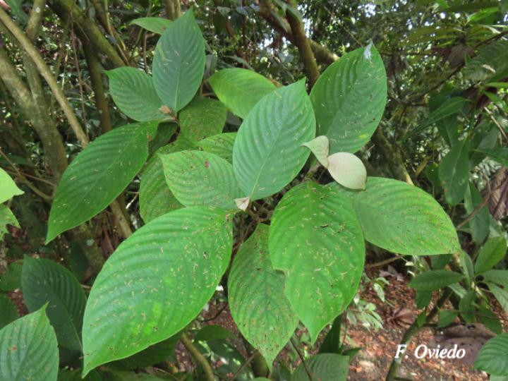 Arachnothryx buddleioides (Algodoncillo)