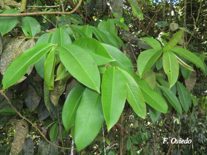 Ardisia standleyana