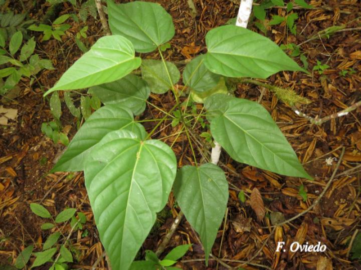 Bixa orellana (Achiote)