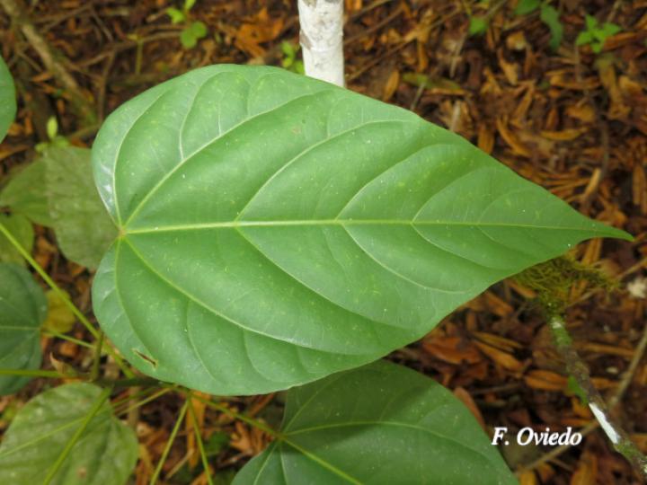 Bixa orellana (Achiote)