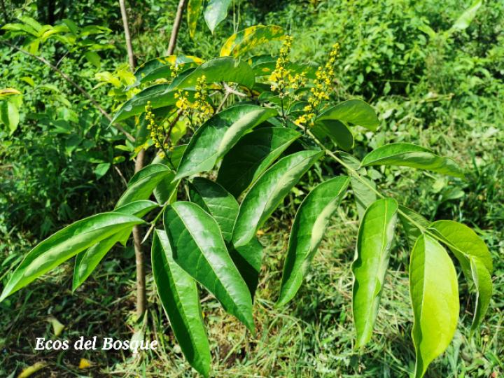 Bunchosia argentea