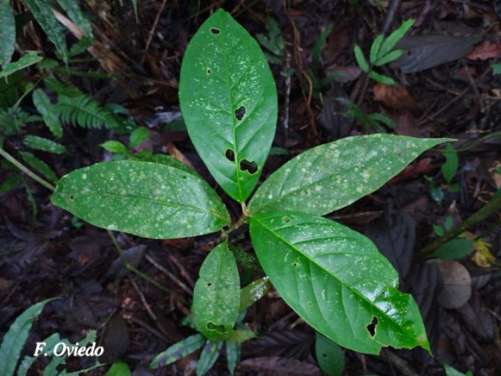 Bunchosia argentea, plantula.