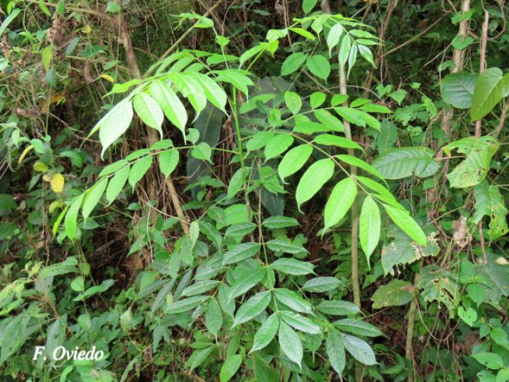 Bursera simaruba (Indio desnudo)