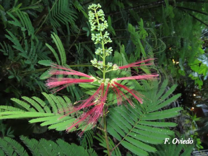 Calliandra calothyrsus (Cabellos de ángel, Carboncillo rojo)