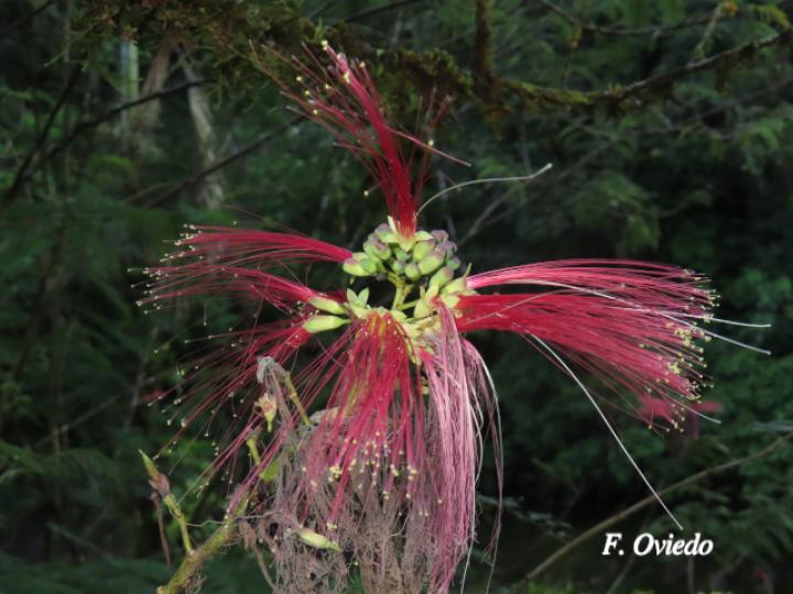 Calliandra calothyrsus (Cabellos de ángel, Carboncillo rojo)