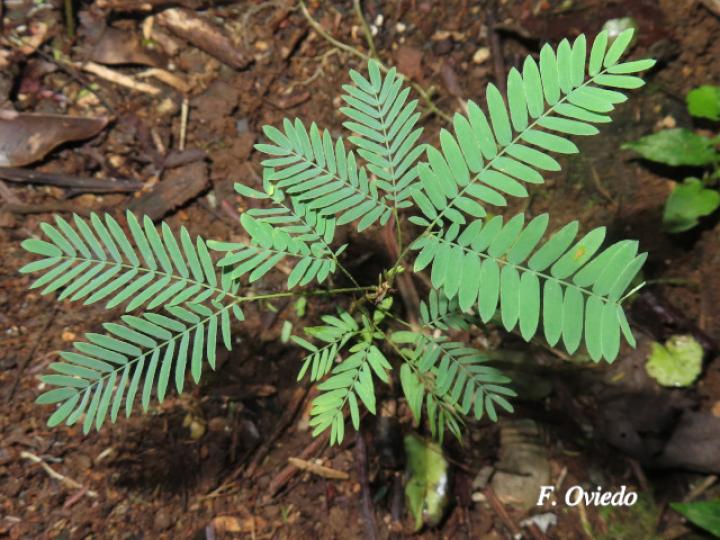 Calliandra calothyrsus (Cabellos de ángel, Carboncillo rojo)