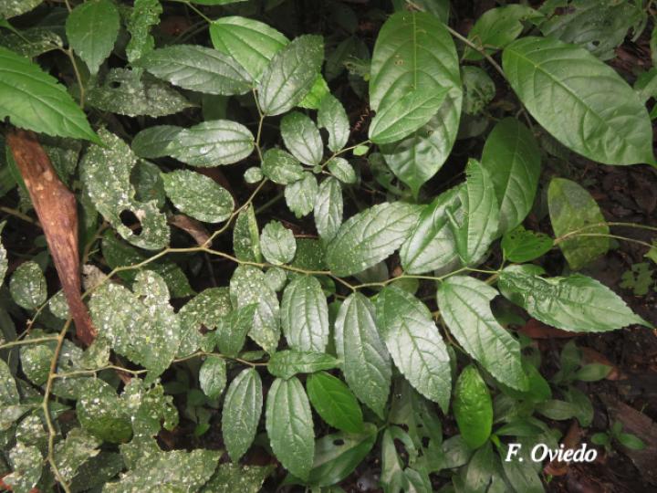 Celtis iguanaea (Cagalera)