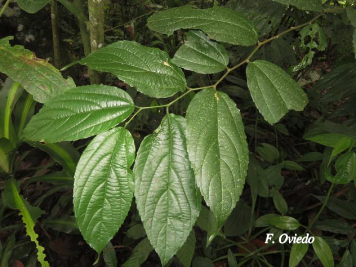 Celtis iguanaea (Cagalera)