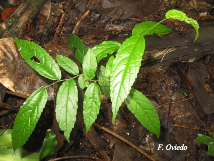 Celtis iguanaea (Cagalera)