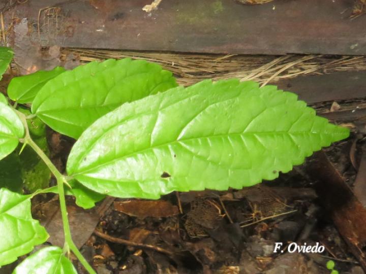 Celtis iguanaea (Cagalera)