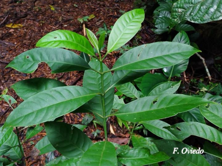 Chrysochlamys glauca (Coralillo)