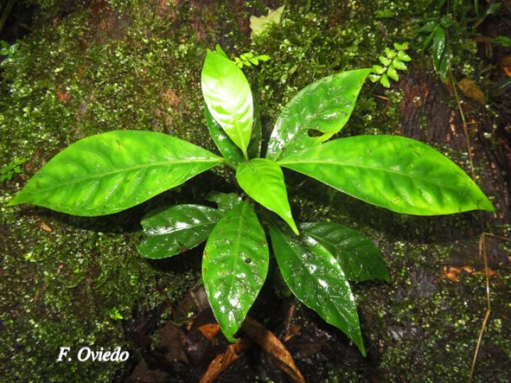 Chrysochlamys glauca (Coralillo)