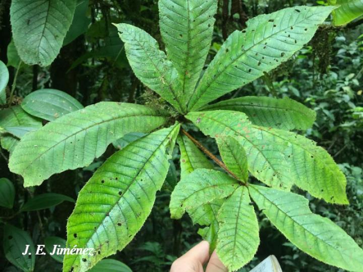 Clethra costaricensis (Nance macho)