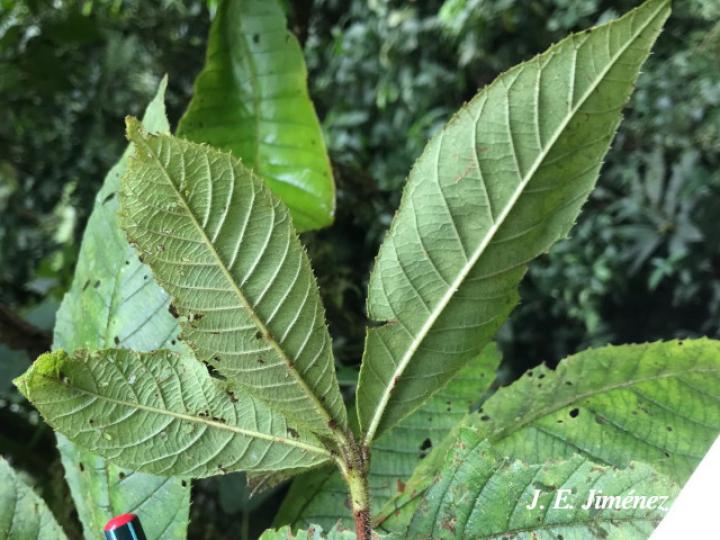 Clethra costaricensis (Nance macho)