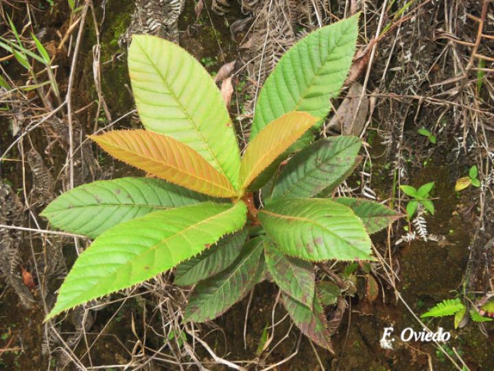 Clethra costaricensis (Nance macho)