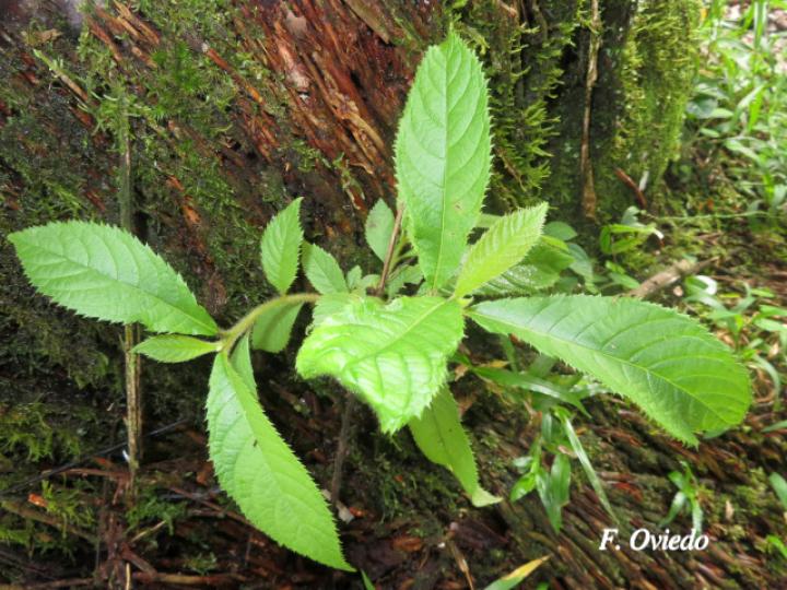 Clethra costaricensis (Nance macho)